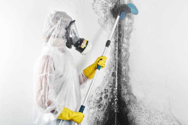 Best Mold Remediation for Healthcare Facilities  in Bridgman, MI