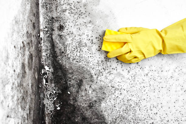 Mold Remediation for Vacation Homes in Bridgman, MI